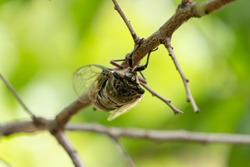 正面からアップのクマゼミ