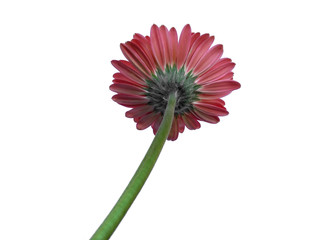 Gerbera flower isolated on white background. Gerbera daisy or Pink flower for flower frame or other decoration.