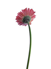 Gerbera flower isolated on white background. Gerbera daisy or Pink flower for flower frame or other decoration.