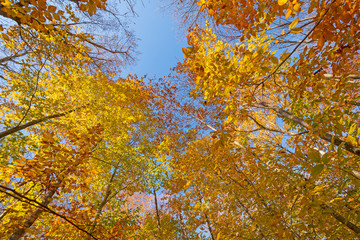 Looking up to the Autumn Colors