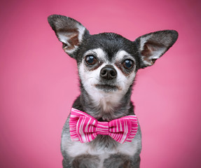 cute chihuahua with a bow tie on isolated on a pink background