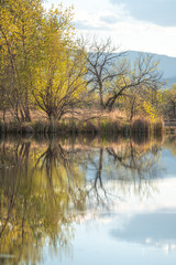 Reflection of trees on lake surface