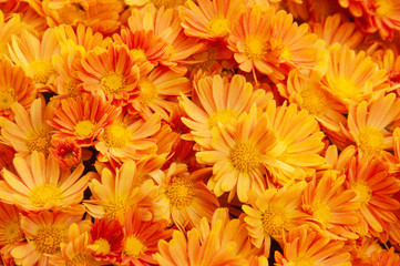 Blooming Mums