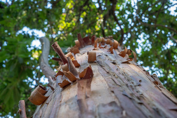 peeling bark of eucalyptus tree trunk  