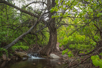 Big tree in deep forest