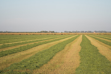 Fototapeta na wymiar alfalfa crop cut raked in rows