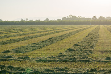 alfalfa crop cut raked in rows