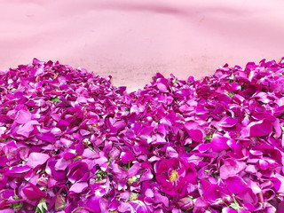 Pink rose petals on pink background, 