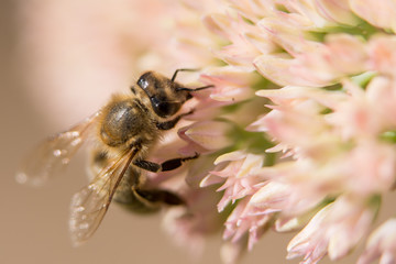 honey bee feeding pollinating white pink flower macro
