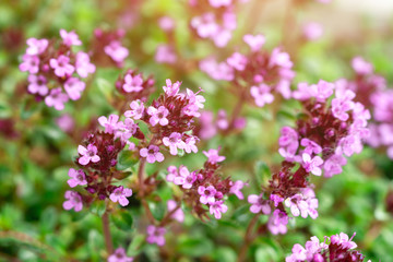 Leaves, branch, and flowers of fresh organic thyme,