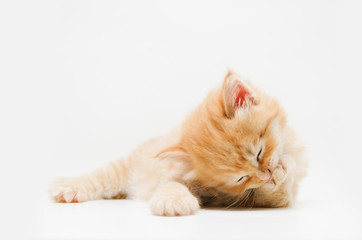 Cute little ginger persian kitten on white background