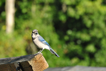 A blue jay, close up, on a deck in the morning light.
