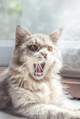 Gray maincoon cat yawning