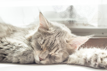Sleepy grey maincoon cat