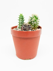 Small cactus in pot isolated on white background