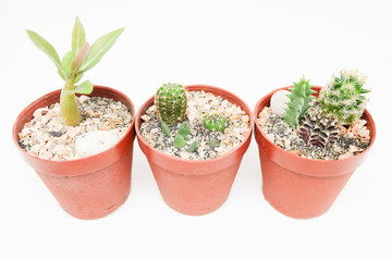 Small cactus in pot isolated on white background
