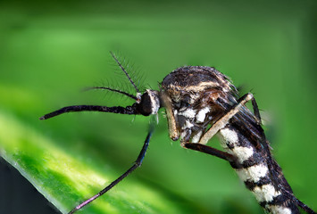 mosquito Ultra Macro Photo