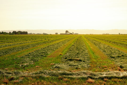 alfalfa field cut and raked into rows&nbsp;
