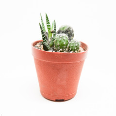 Small cactus in pot isolated on white background