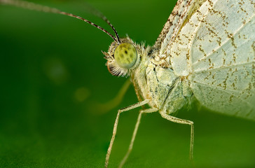 Butterfly Eyes Macro Photo