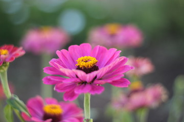 close up details of the purple petals and colorful ring of bright yellow pollen on some Common Zinnia flowers in a green garden flower bed