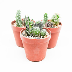 Small cactus in pot isolated on white background