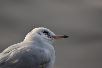 Seagull looking up
