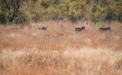 herd of wildebeest in serengeti national park south africa