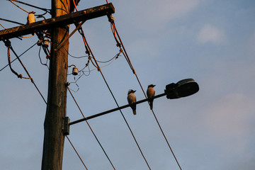 Two Kookaburra sitting on a power line in Queensland Australia