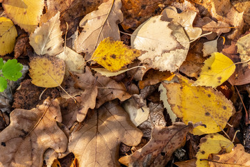 Yellow dry leaves lie on the ground.