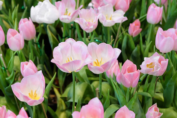Pink tulips in a field