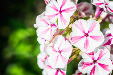 Fototapeta premium Blooming phlox in the garden. Shallow depth of field.