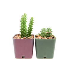 Small cactus in pot