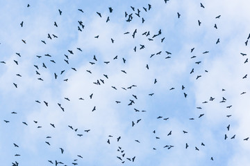 Flock of Black Baza (Aviceda leuphotes) flying overhead against the blue sky during migration season in Thailand.