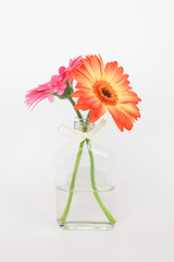 Fresh Gerbera flower in vase