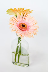 Gerbera flower in glass vase 
