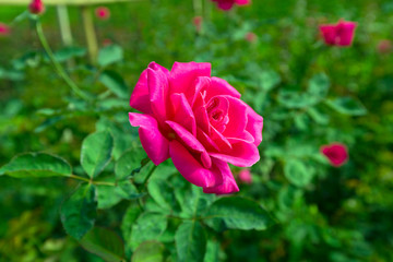 Blooming red Mon Cheri rose in the garden.