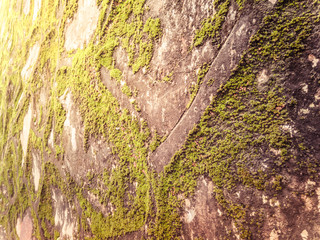 Moss on a wall background