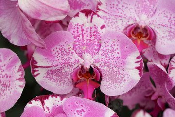 Beautiful orchid - Phalaenopsis