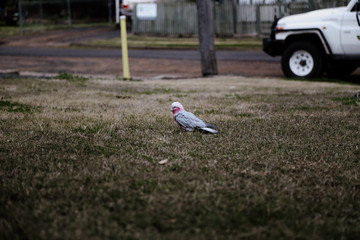 Pink Galah feeding on gras in Dalby, Queensland, Australia