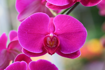 Beautiful pink orchid - Phalaenopsis
