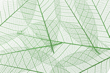 Fototapeta na wymiar Background from skeletonized leaves isolated on white