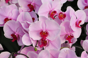 Beautiful pink orchid - Phalaenopsis