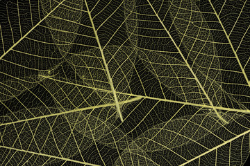 Background from skeletonized leaves isolated on black