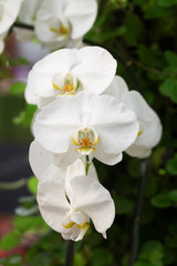 Fototapeta na wymiar Beautiful white orchid - Phalaenopsis