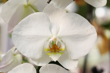 Naklejka na ściany i meble Beautiful white orchid - Phalaenopsis
