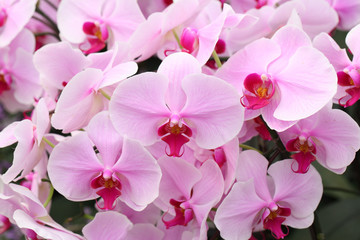 Beautiful pink orchid - Phalaenopsis
