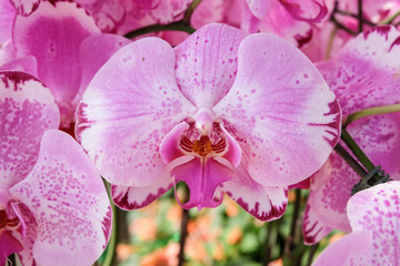 Beautiful pink orchid - Phalaenopsis