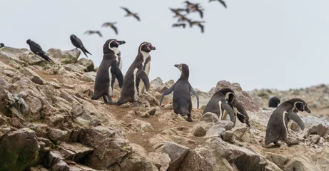 Foto op Canvas Humboldt penguins walk on top of rocks, seagulls in the background © felipe