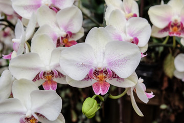Naklejka na ściany i meble Beautiful pink orchid - Phalaenopsis